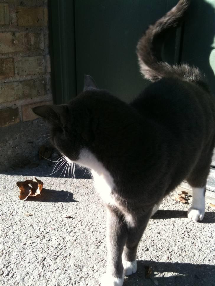 Huskat sif billede 13