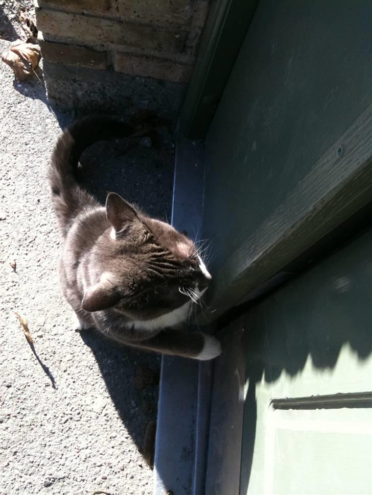 Huskat sif - luk mig nu ind billede 14