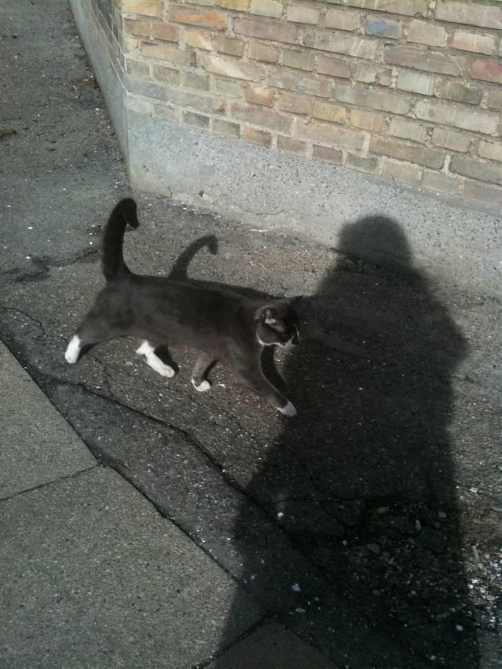 Huskat sif billede 15