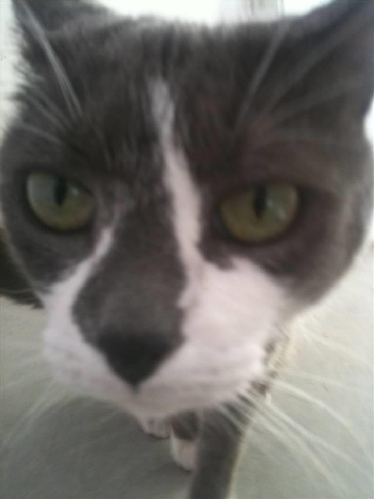 Huskat sif billede 16