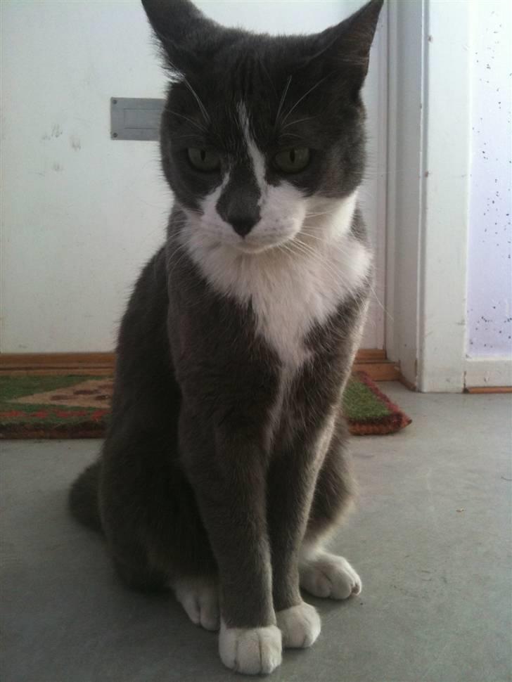 Huskat sif billede 17