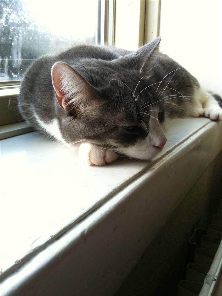 Huskat lille tøsen billede 13