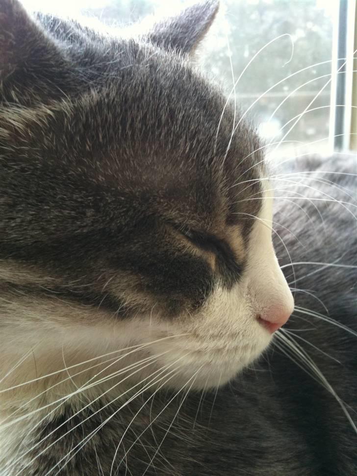 Huskat lille tøsen billede 14