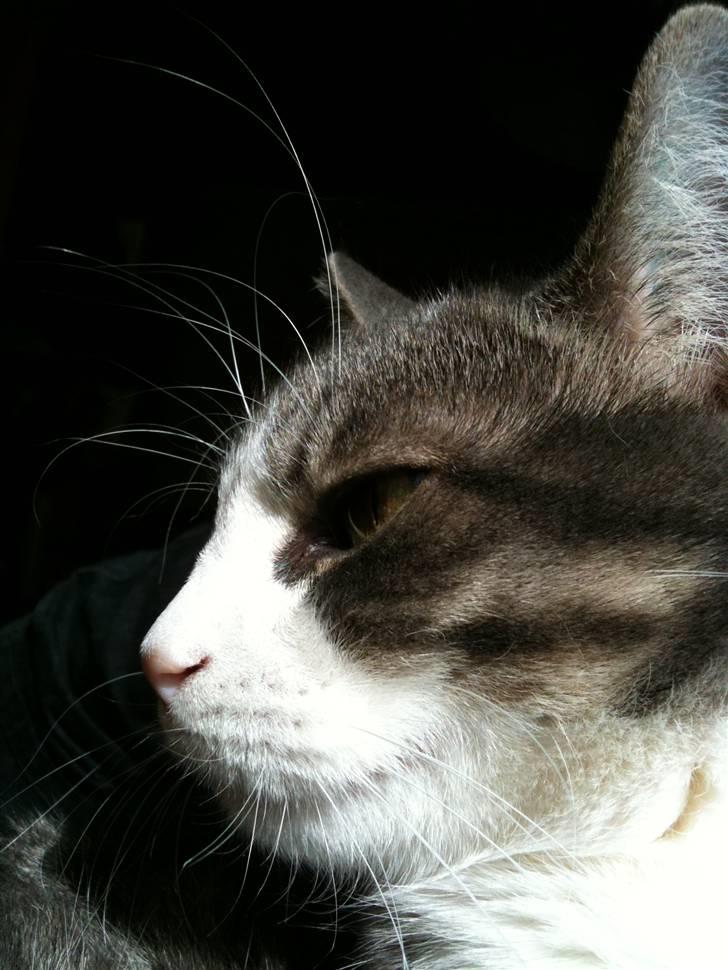 Huskat lille tøsen billede 15