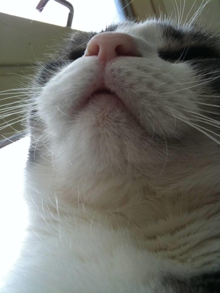 Huskat lille tøsen billede 16