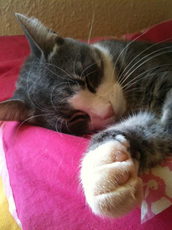 Huskat lille tøsen billede 17