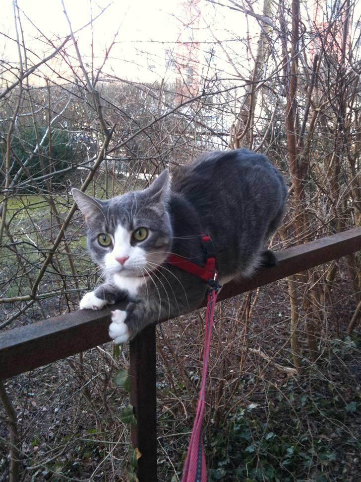 Huskat lille tøsen billede 18