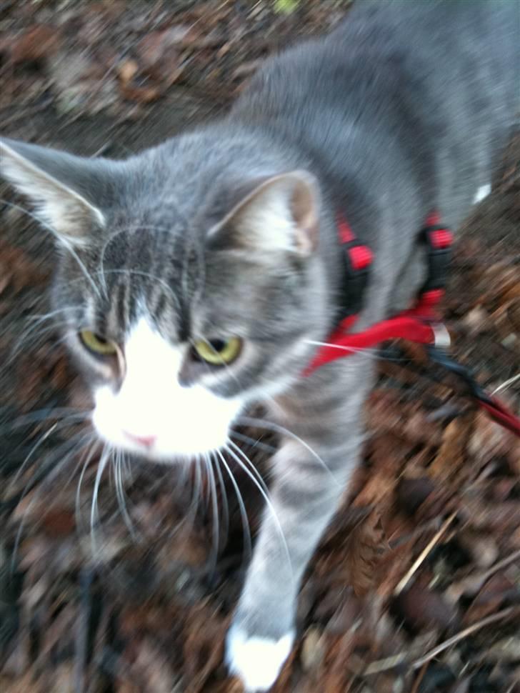 Huskat lille tøsen billede 19