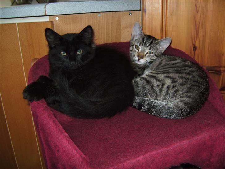 Huskat Sorte <3 R.I.P - 1) Velkommen til Sorte´s profil! <3. Sorte er den sorte <3. billede 1