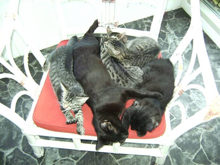 Huskat Sorte <3 R.I.P - 2) Her ser i hele kuldet! <3. billede 2