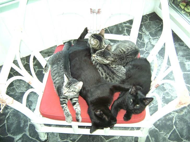 Huskat Sorte <3 R.I.P - 3) Har han ikek bare nogle smukke øjne og en smuk pels? <3. billede 3