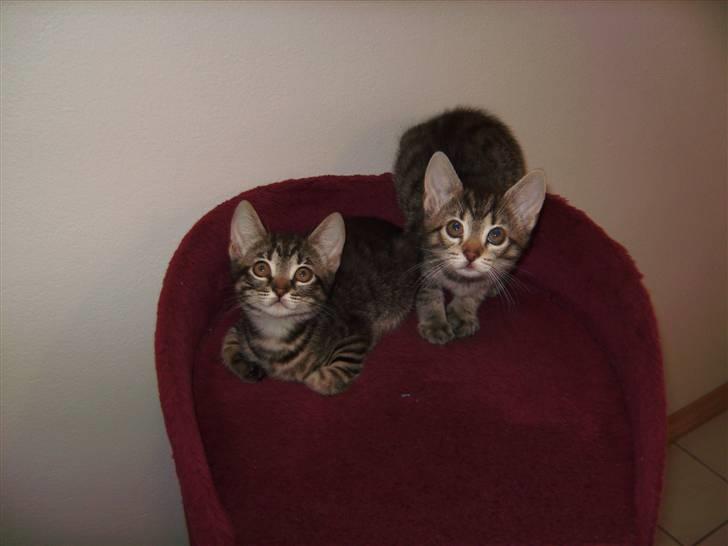 Huskat Sorte <3 R.I.P - 4) To af hans SMUKKE søskende! <3<3<3. billede 4