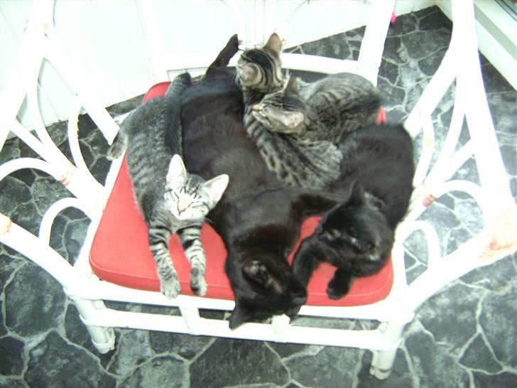 Huskat Sorte <3 R.I.P - 5) Tusind tak fordi at i så billederne! <3<3<3. billede 5