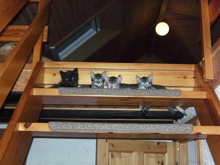 Huskat Sorte <3 R.I.P - 6) Fandt lige et til! :). Og det er enda mit Y-billede! <3<3<3. billede 6