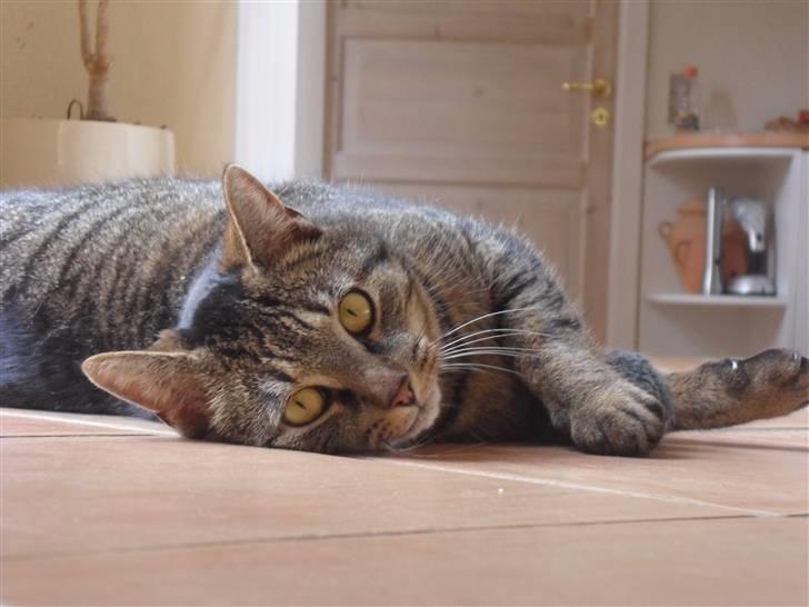 Huskat Perle billede 1