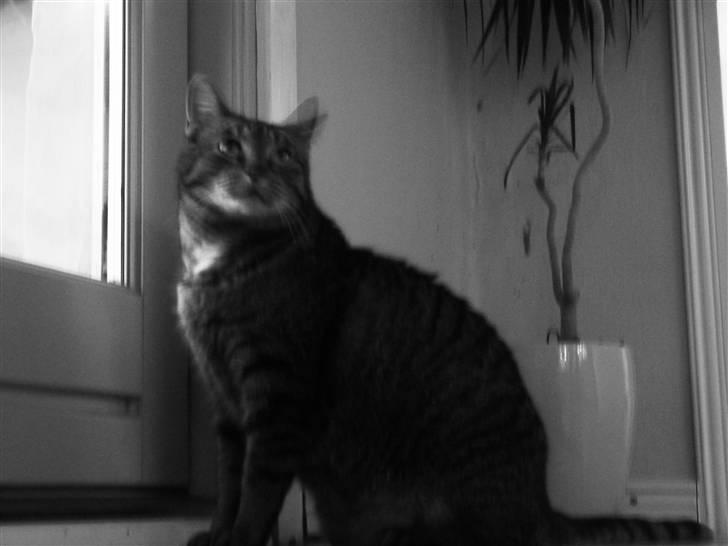 Huskat Perle billede 2