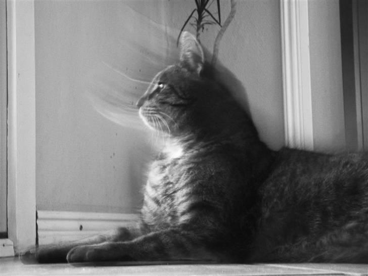 Huskat Perle billede 3