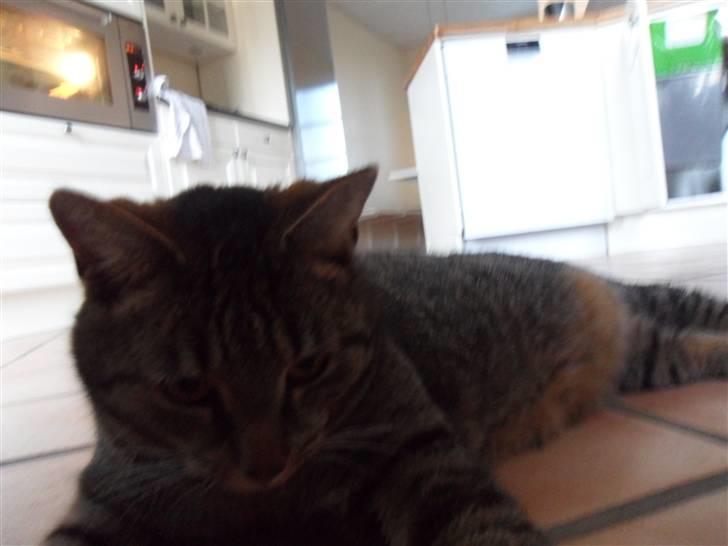 Huskat Perle billede 4