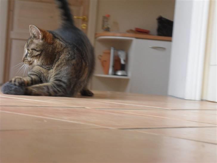 Huskat Perle billede 5