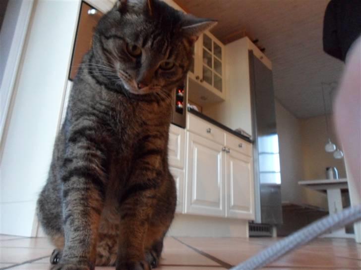 Huskat Perle billede 6