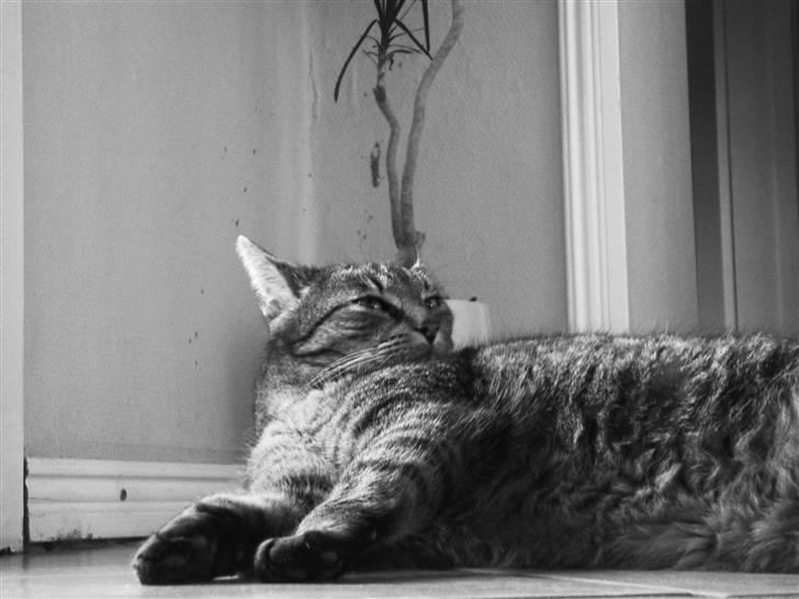 Huskat Perle billede 7