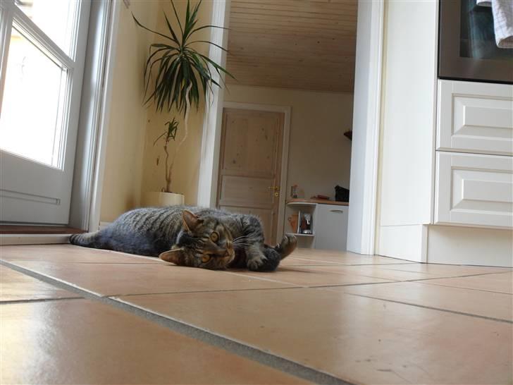 Huskat Perle billede 8