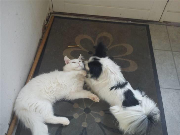 Maine Coon Delta - Jubii, efter mange forsøg fra Midos side, så lykkedes det - han fik lov til at slikke Delta i øret.  billede 17