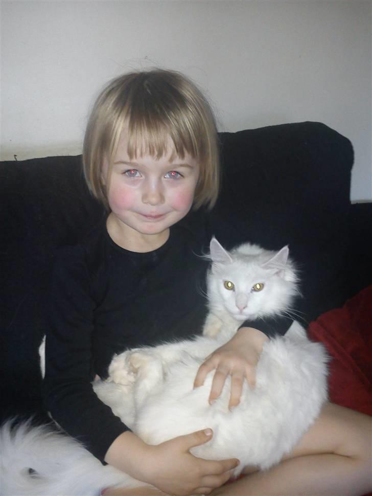 Maine Coon Delta - Lykken er fuldendt, nu har bettepigen igen en at putte med om eftermiddagen, efter børnehave. billede 18