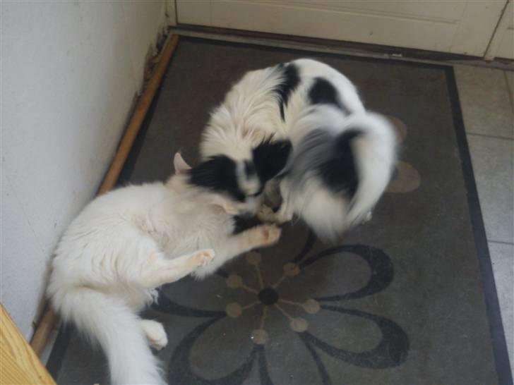 Maine Coon Delta billede 19