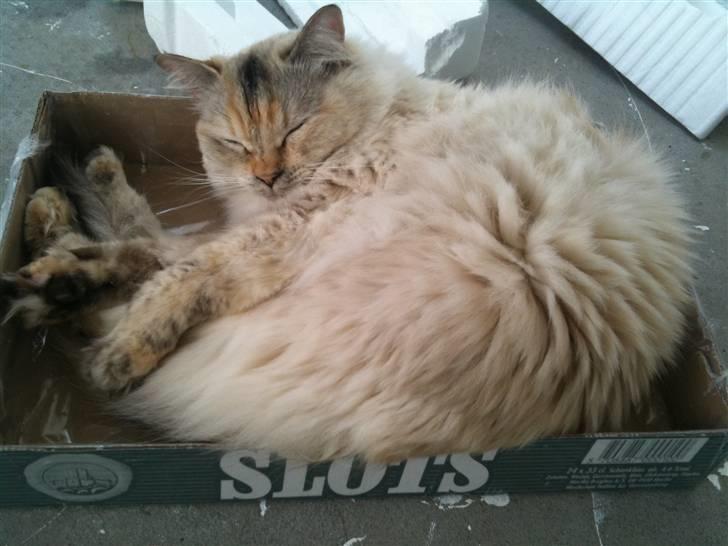 Ragdoll Little Miss Sunshine - Der er ikke noget hyggeligere, end at putte i en ølkasse på altanen en varm sommerdag billede 1