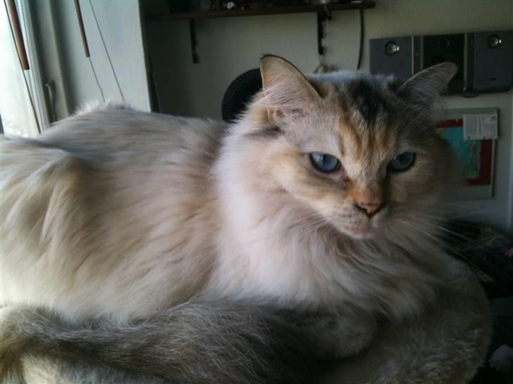 Ragdoll Little Miss Sunshine billede 2