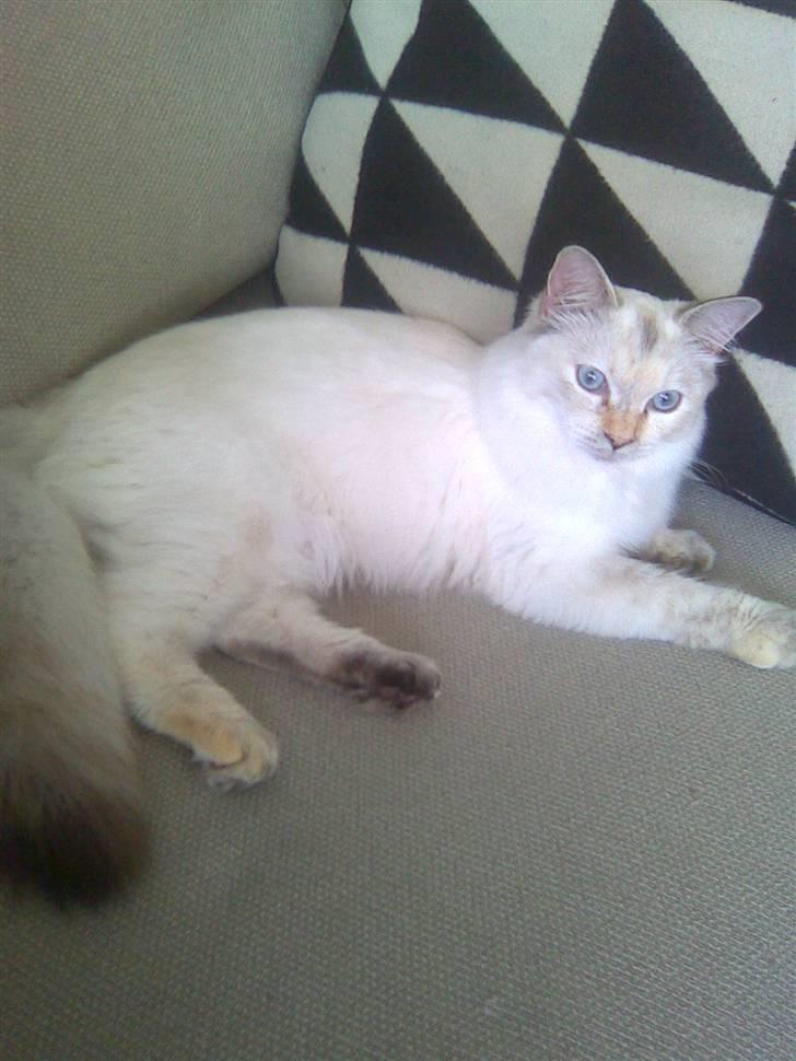 Ragdoll Little Miss Sunshine - Så lille og fin som Sunny var, lige da hun var flyttet hjem til mig billede 3