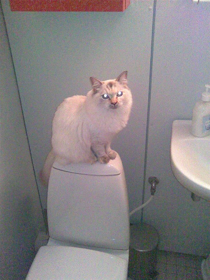 Ragdoll Little Miss Sunshine billede 4