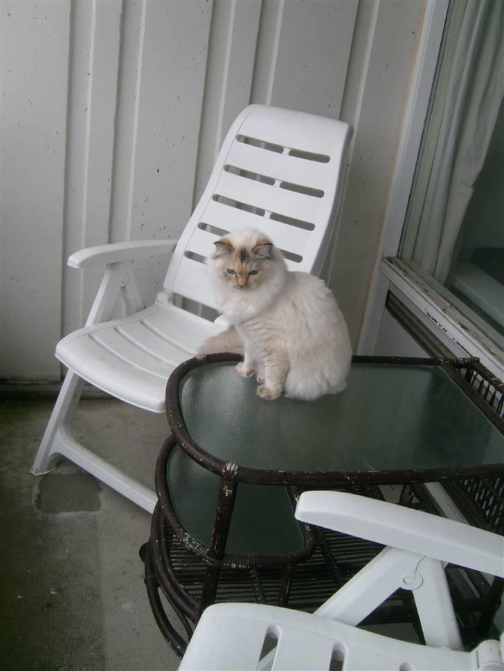 Ragdoll Little Miss Sunshine billede 5