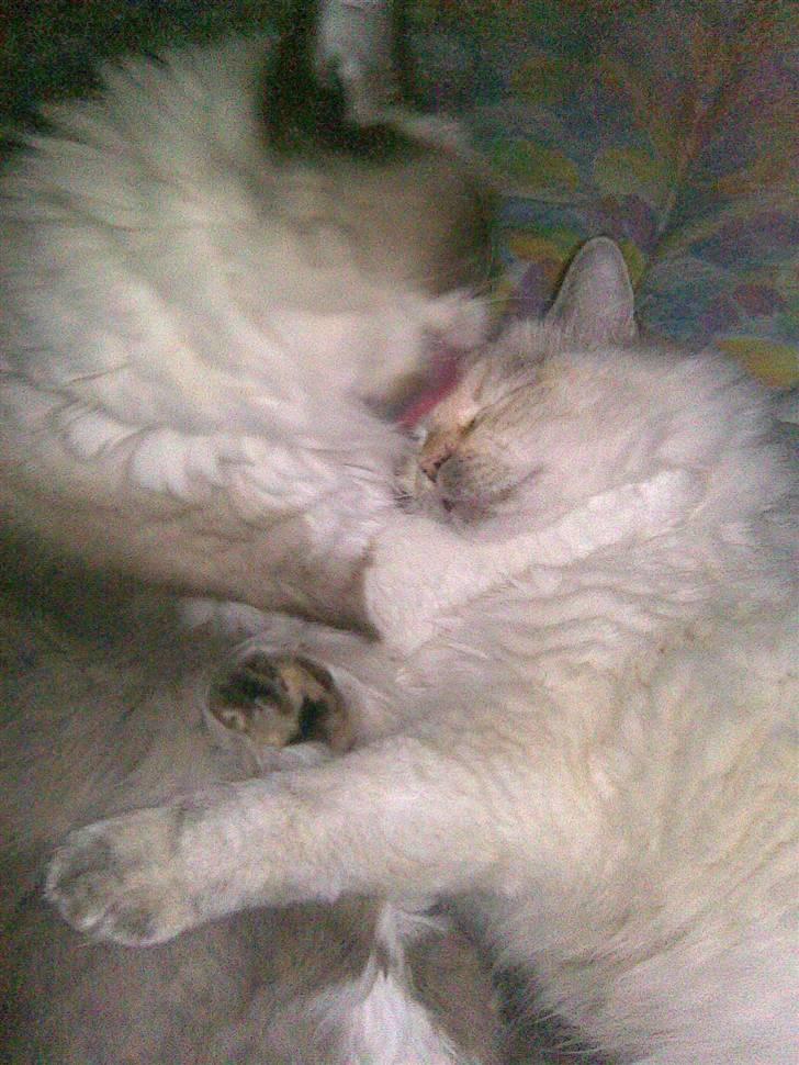 Ragdoll Little Miss Sunshine - Hygge med hendes tidligere roomie billede 6