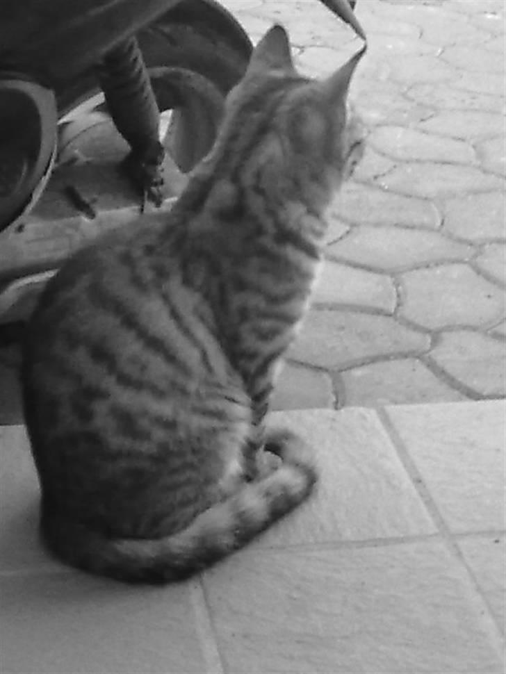 Blanding af racer Kruse billede 1