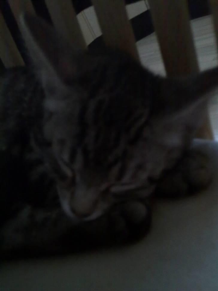 Blanding af racer Kruse billede 2