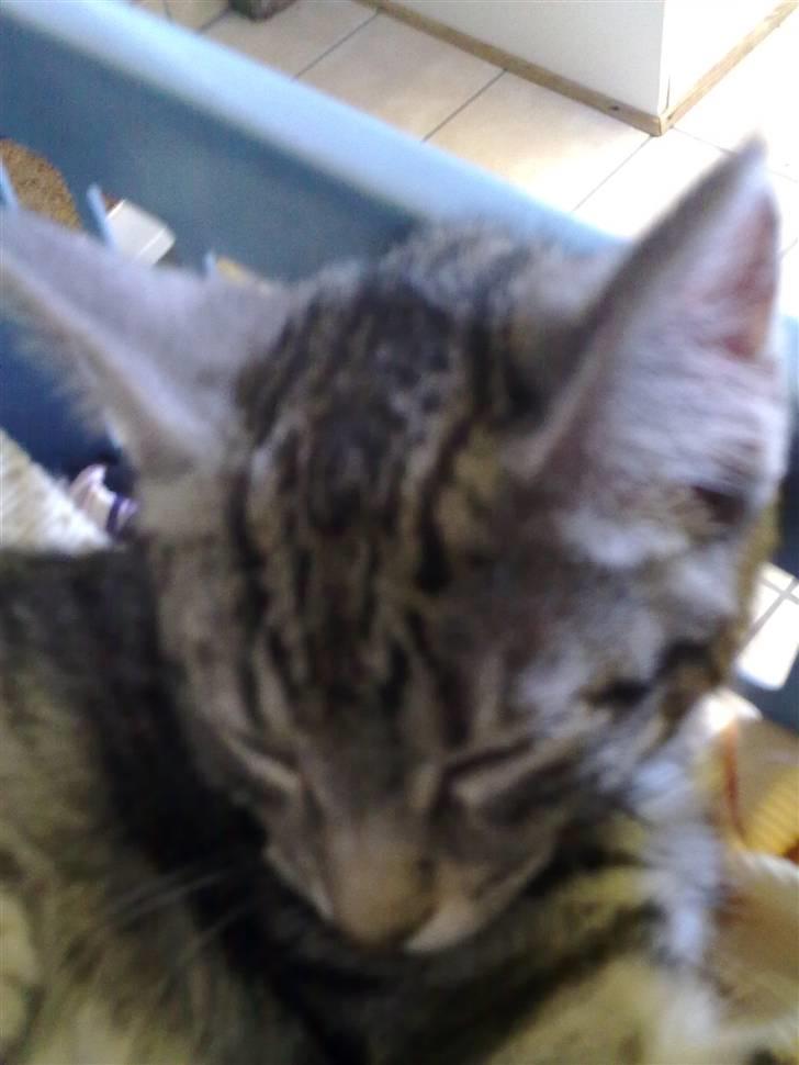 Blanding af racer Kruse billede 3