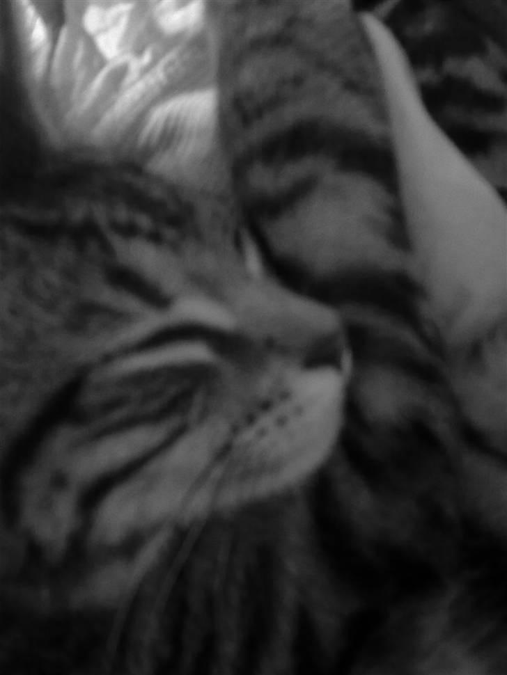 Blanding af racer Kruse billede 4