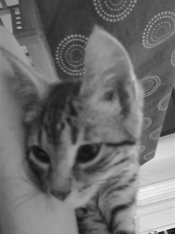 Blanding af racer Kruse billede 5