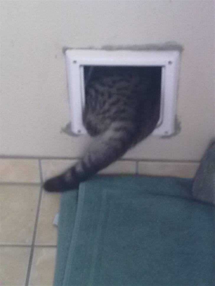 Blanding af racer Kruse billede 6