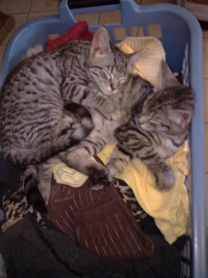 Blanding af racer mynte R.I.P. <3 - det rene vaske tøj:) billede 6