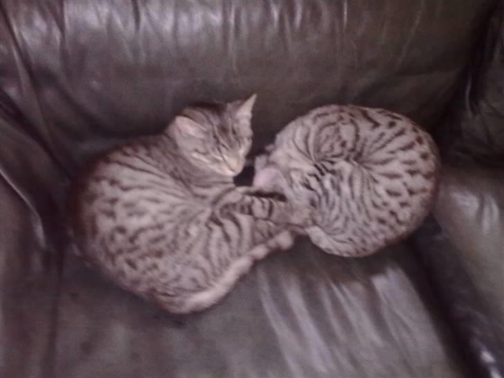 Blanding af racer mynte R.I.P. <3 - misserne der sov sammen :) <3 billede 7