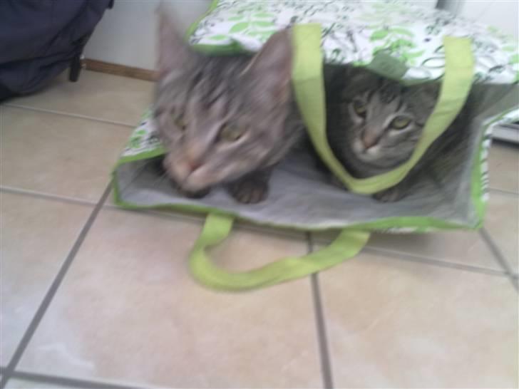 Blanding af racer mynte R.I.P. <3 - meget spændene pose ;D billede 8