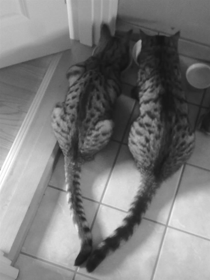 Blanding af racer mynte R.I.P. <3 - det bedste billede af de 2 sammen<3 R.I.P Mynte<3 billede 9