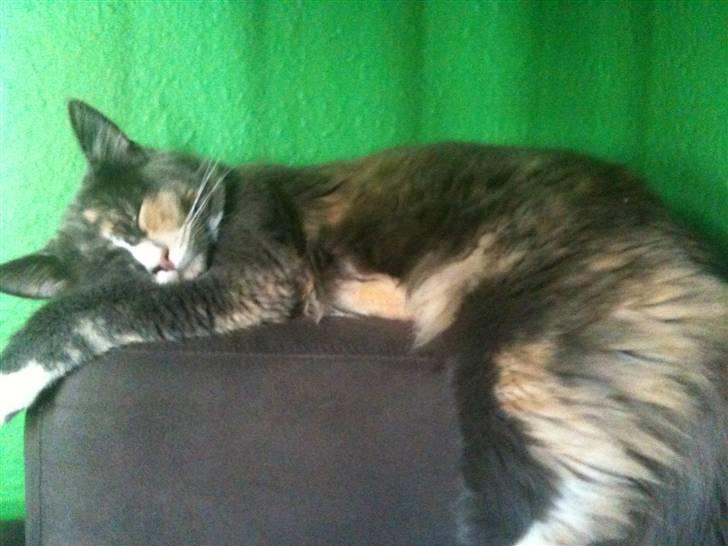 Maine Coon Minny billede 1