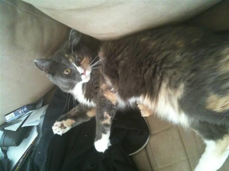 Maine Coon Minny billede 2