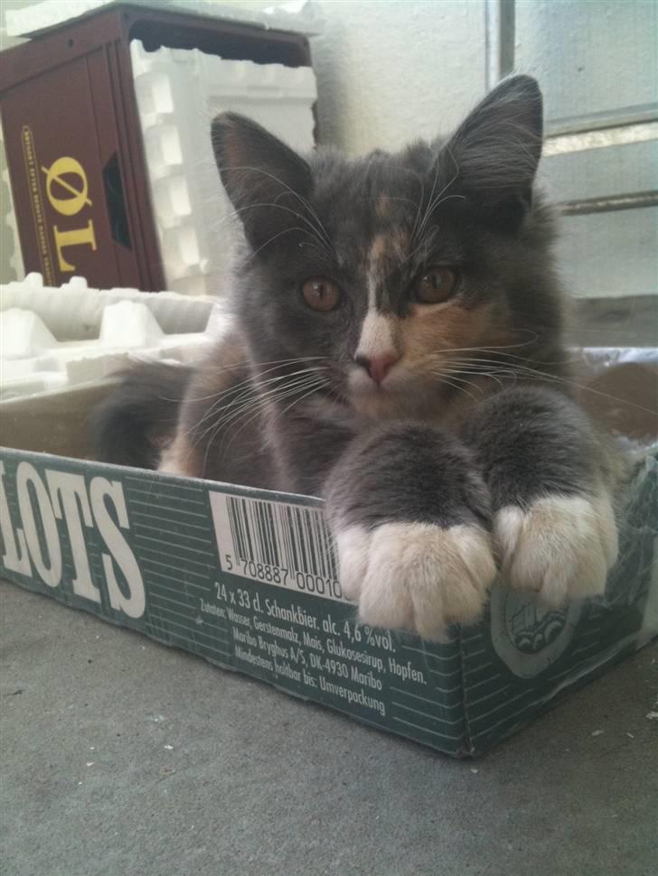 Maine Coon Minny - Endnu en kat der elsker ølkasser på altanen :) billede 3