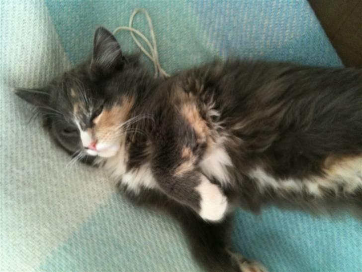 Maine Coon Minny billede 4