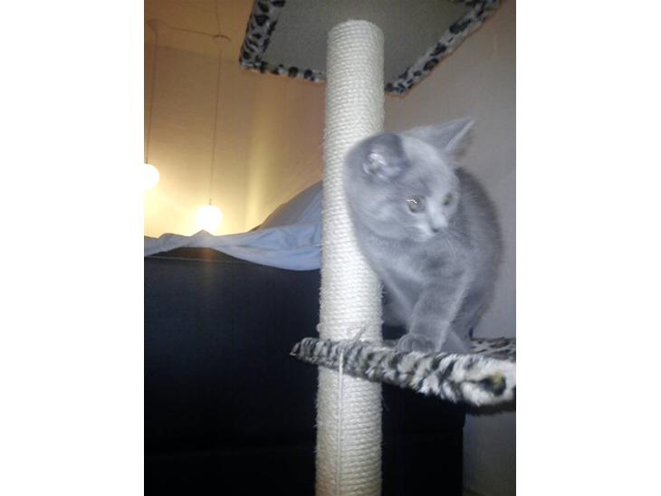 British Shorthair DK Bæklund´s Maskot - Lige kommet hejm - lidt klemt over alt det nye... billede 1